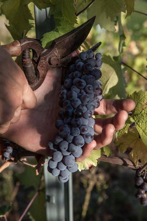 Monfra - Ospitalita Rurale, Vigneti E Cantina Vignale Buitenkant foto