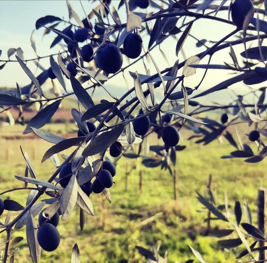 Monfra - Ospitalita Rurale, Vigneti E Cantina Vignale Buitenkant foto